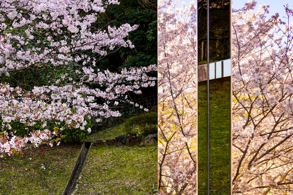 陰陽の桜