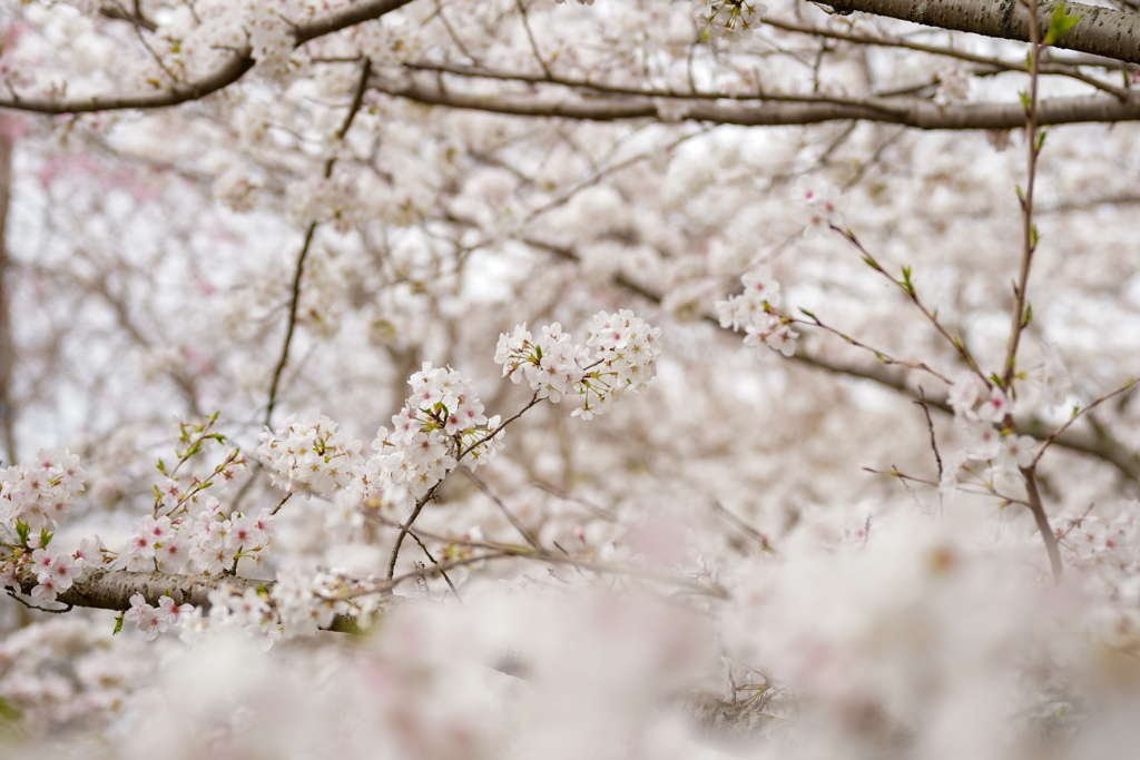 桜