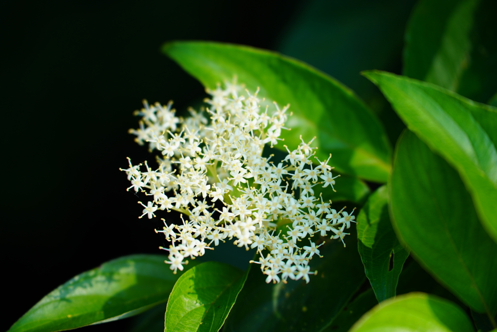 何の花？