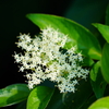 何の花？
