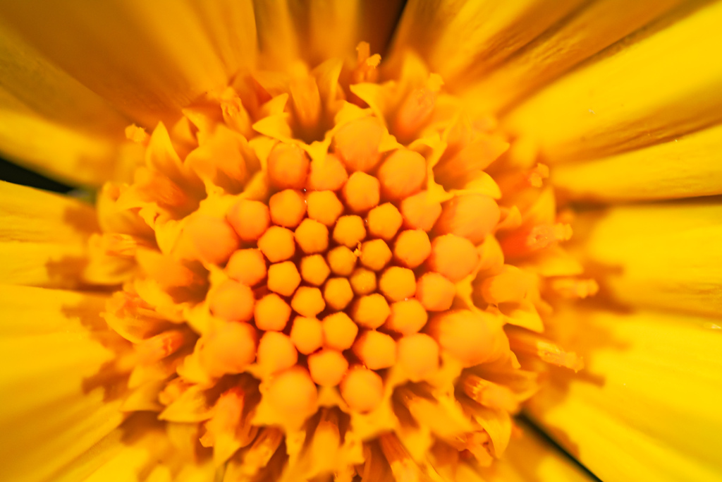 何の花？