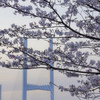 桜と橋