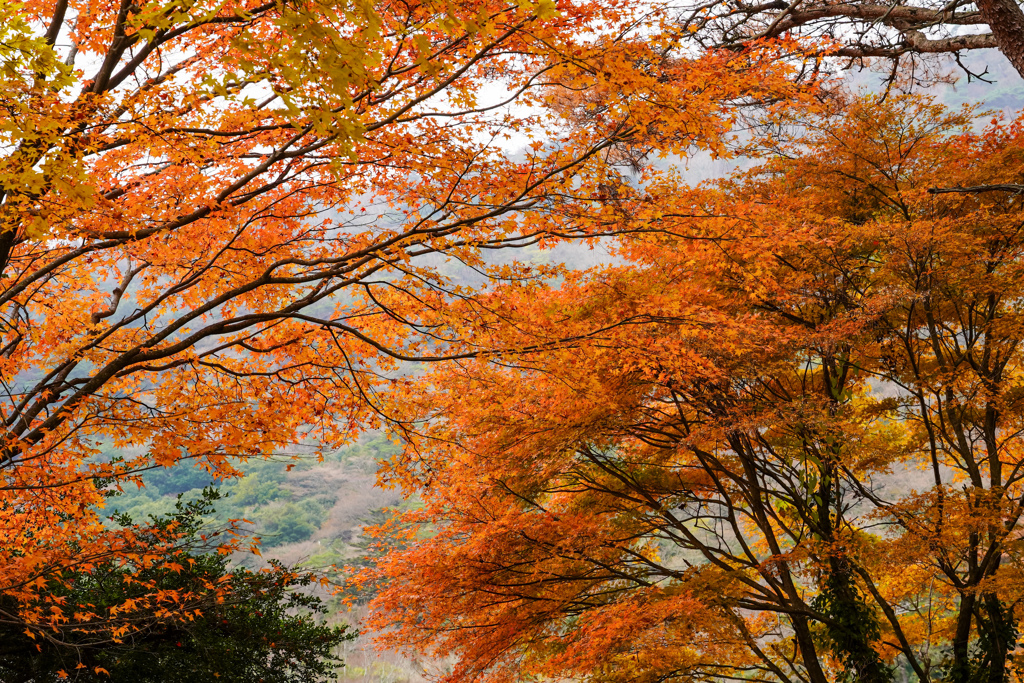 紅葉