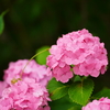 紫陽花②