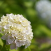 紫陽花①