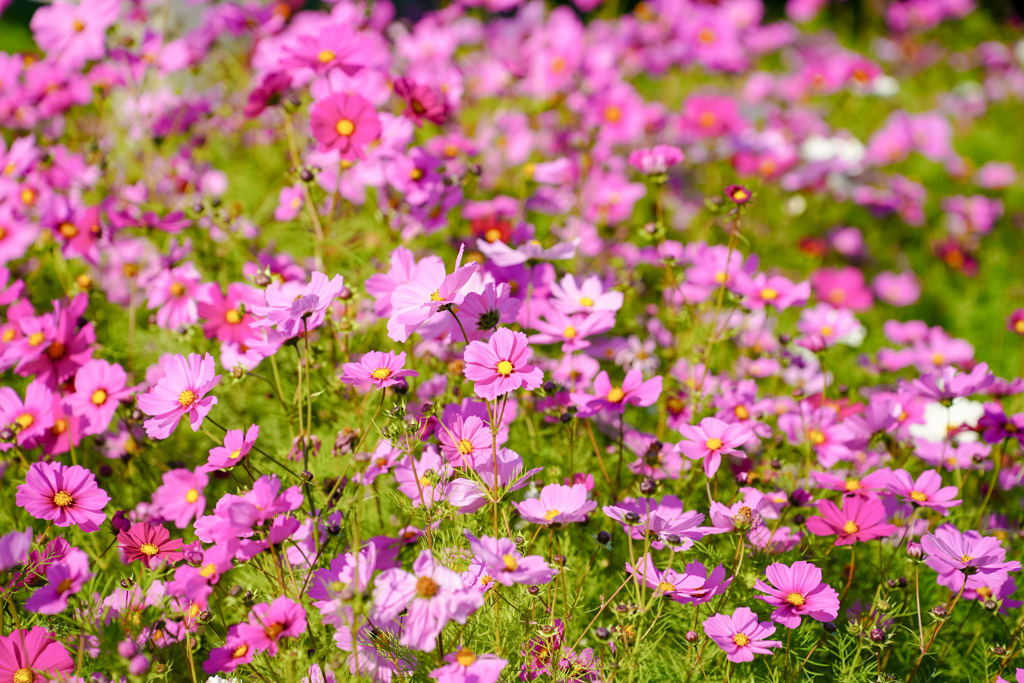 秋桜