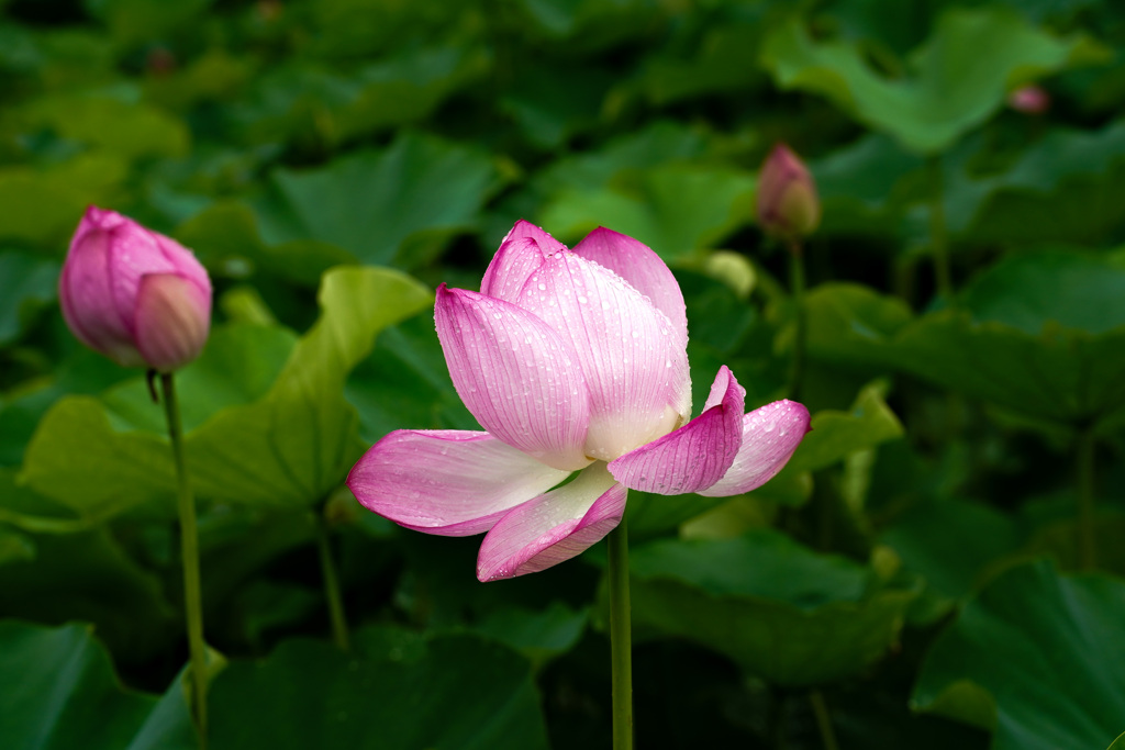 雨中の蓮