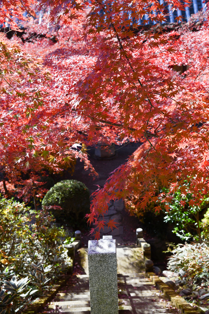 紅葉