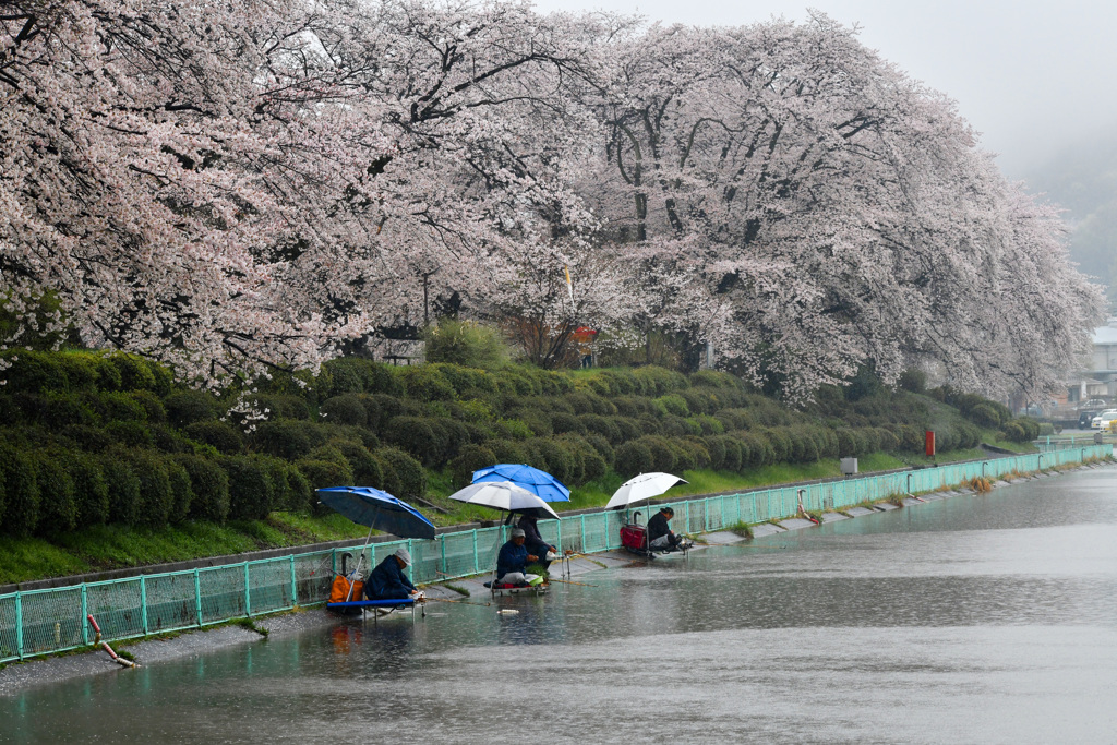 桜