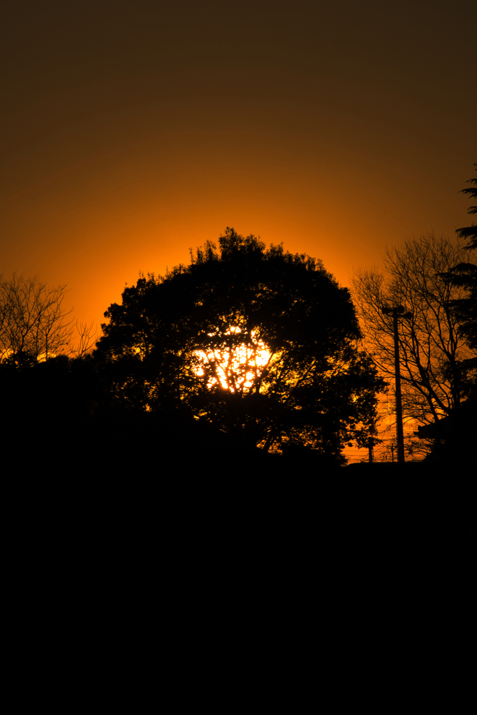 夕日と木