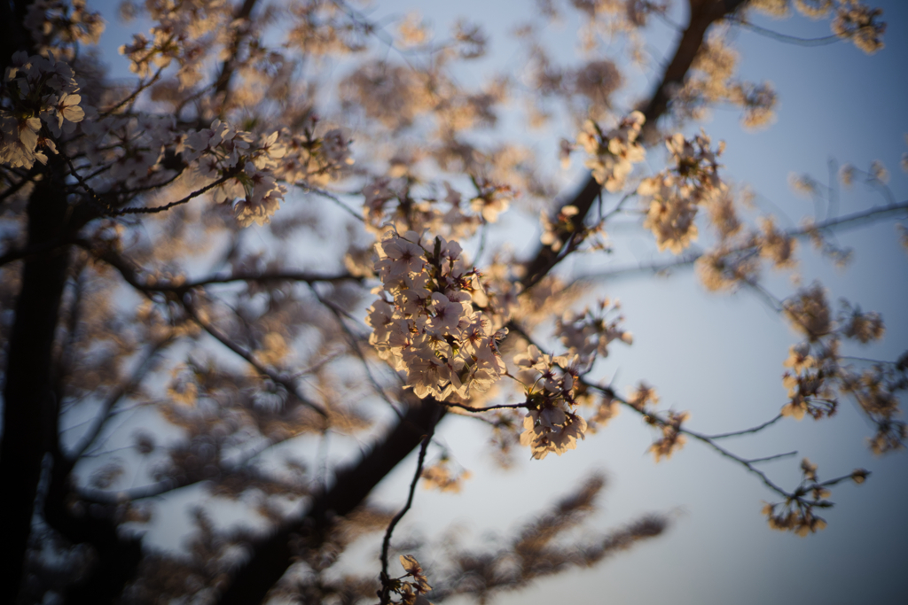 夕陽を受けて