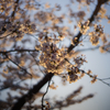 夕陽を受けて