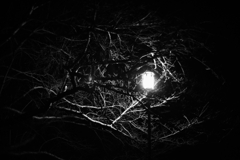 夜の魔物