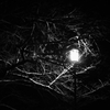 夜の魔物