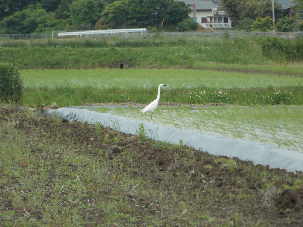 鳥　３