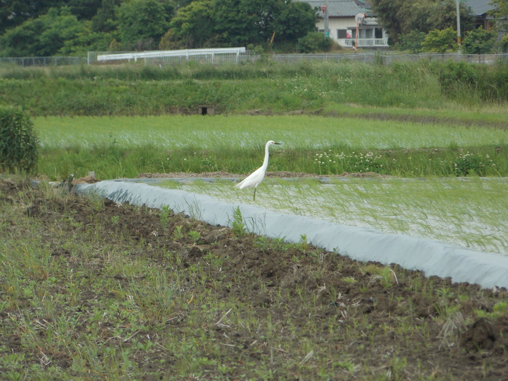 鳥　３