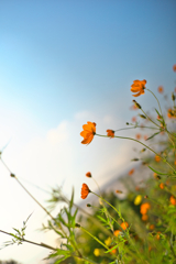 bloom