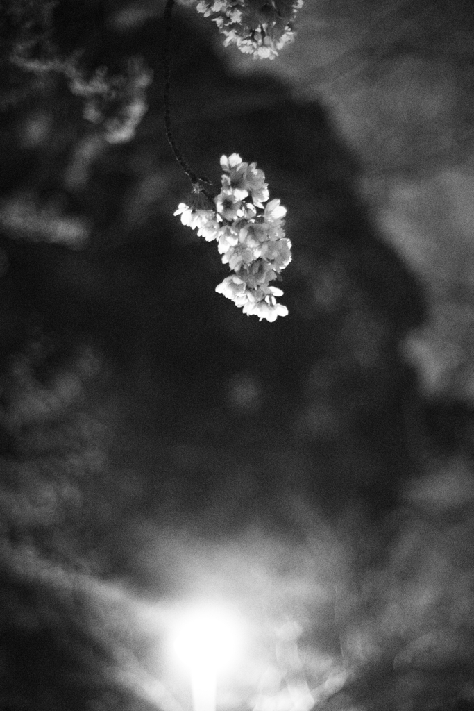 宵と桜