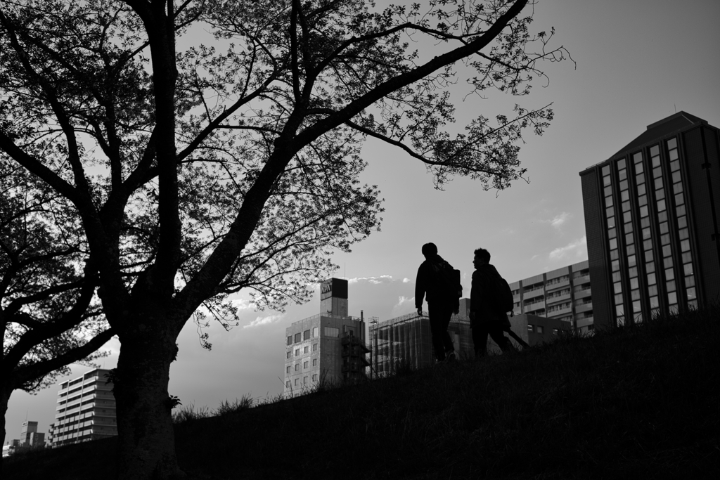 桜の下で