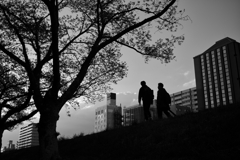 桜の下で