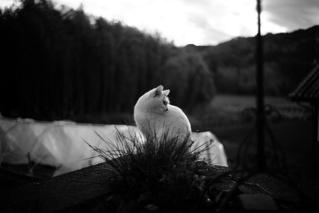一匹猫