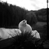 一匹猫