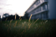 夕に揺れる