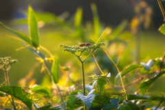 蜂