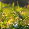蜂