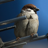 大幅クロップスズメ