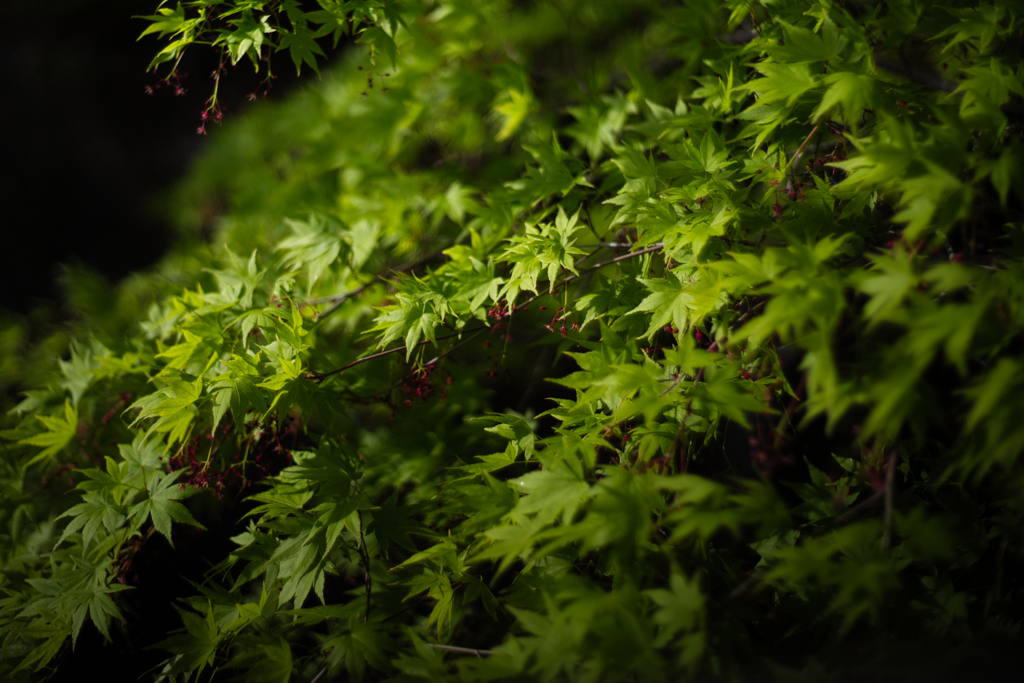 緑の荒波