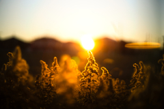 sun