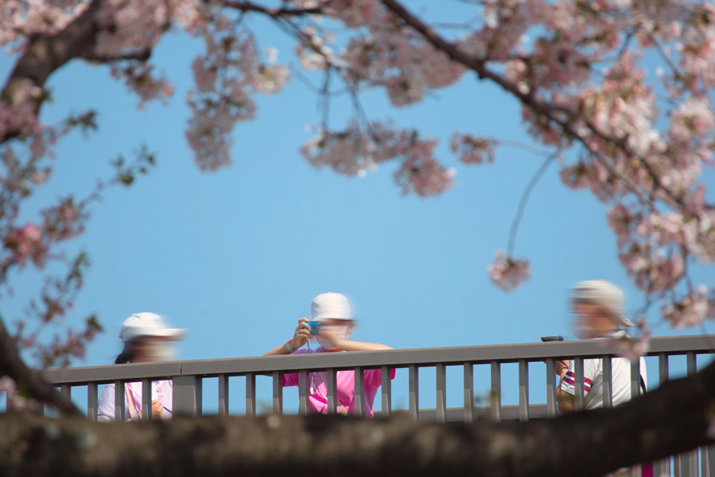 桜に囲まれ