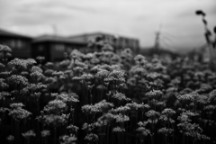 花の城