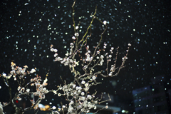 雪と華