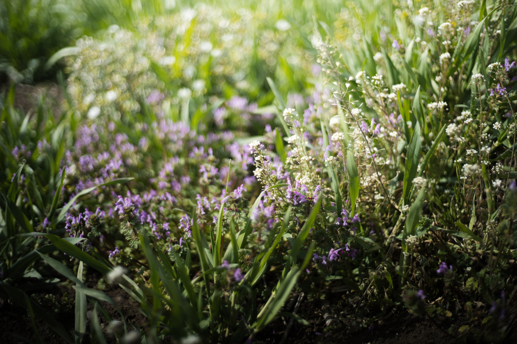 草花