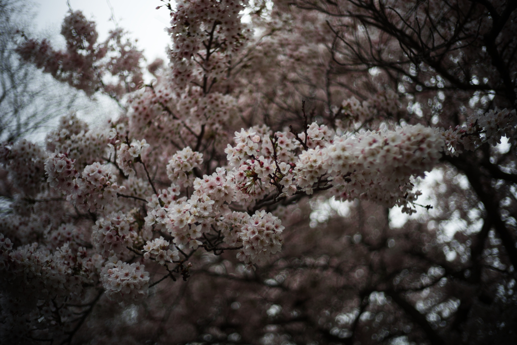 公園の桜