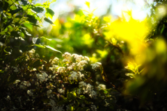 sunlight