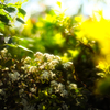 sunlight