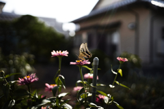 芽吹き