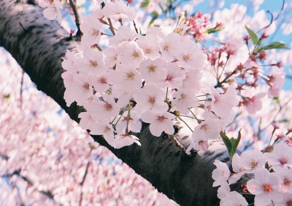 フィルムで桜を撮ろうと見上げる