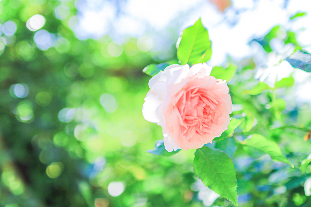 薔薇と玉ボケ