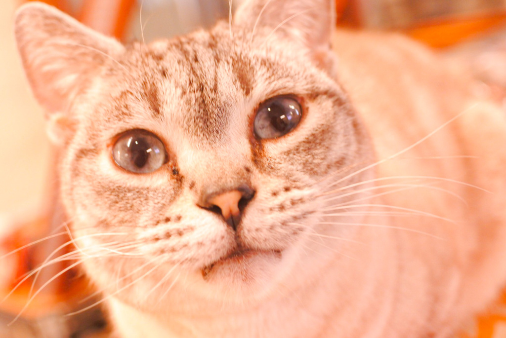 猫カフェでの1枚