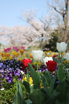 チューリップ一家も、お花見に出かけました。