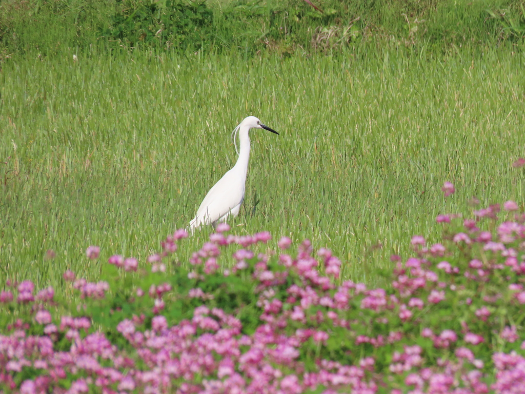 春めいて　蓮華と鳥