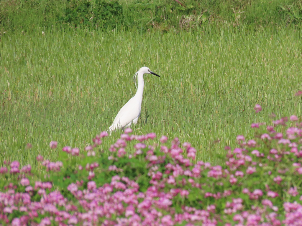 春めいて　蓮華と鳥