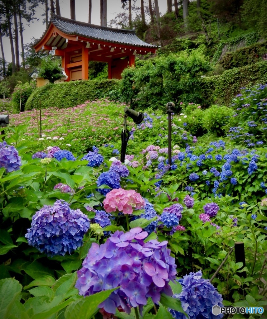 三室戸寺