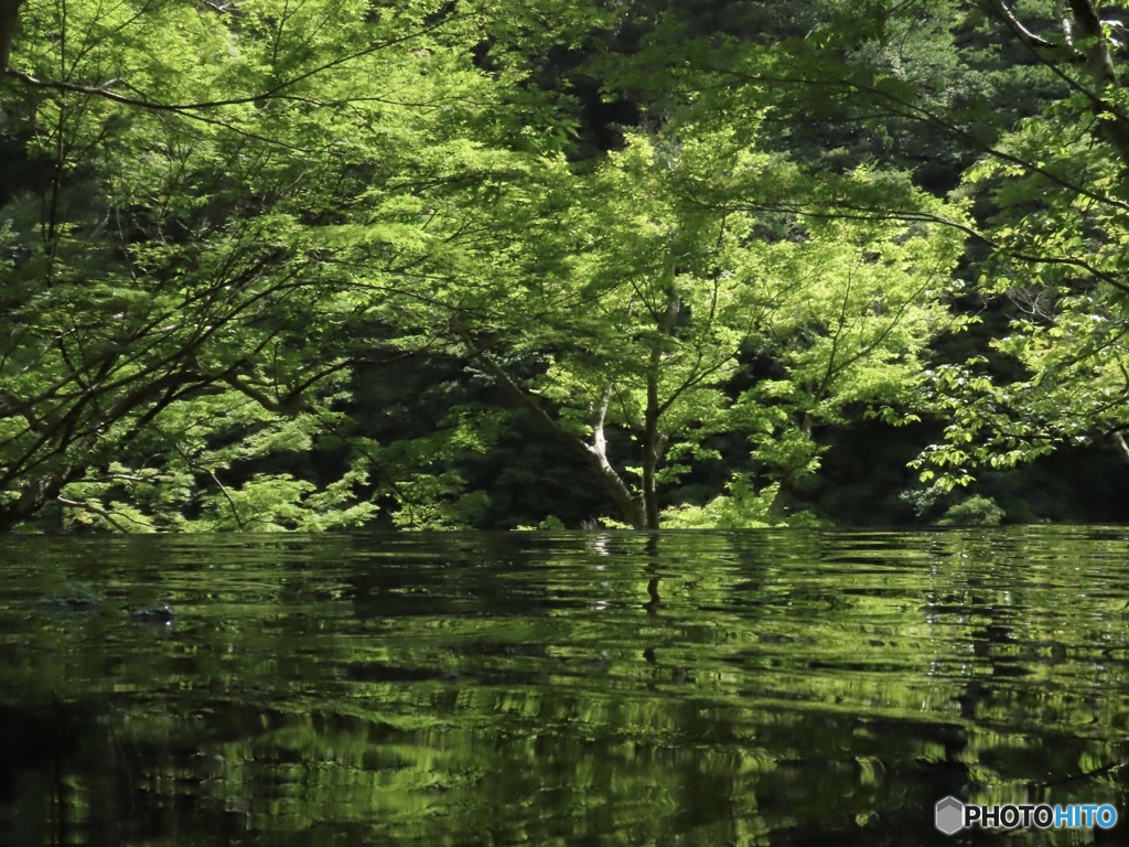 水鏡に映る新緑