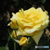 幸せを願うレモン色のバラ
