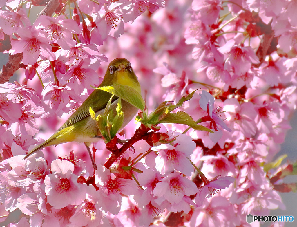 河津桜とメジロ